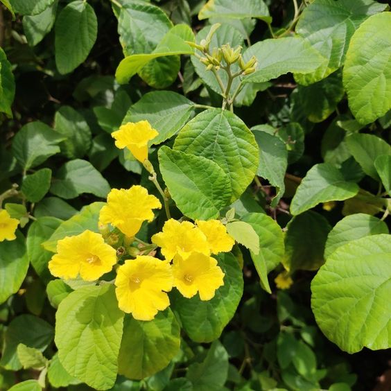 Cordia Lutea Boraginacea