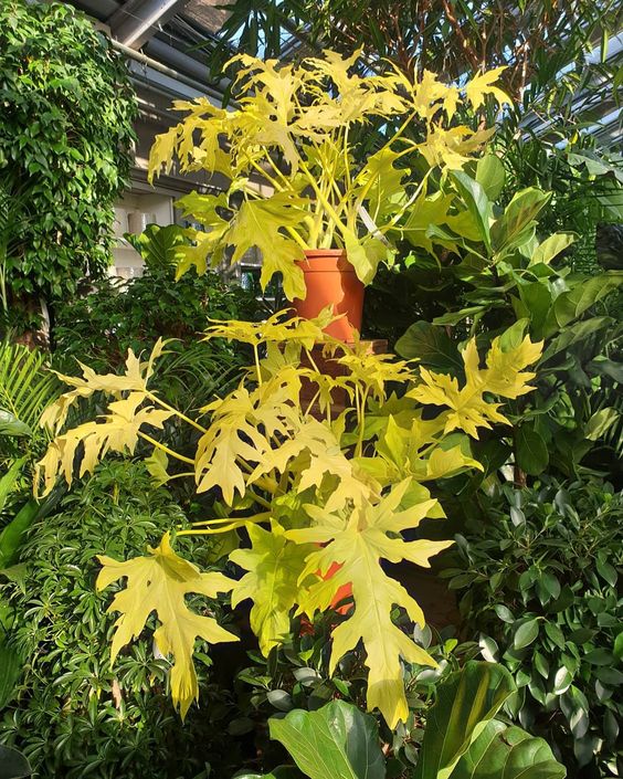 philodendron golden erubescens Philodendron Erubescens Gold – Plantreey