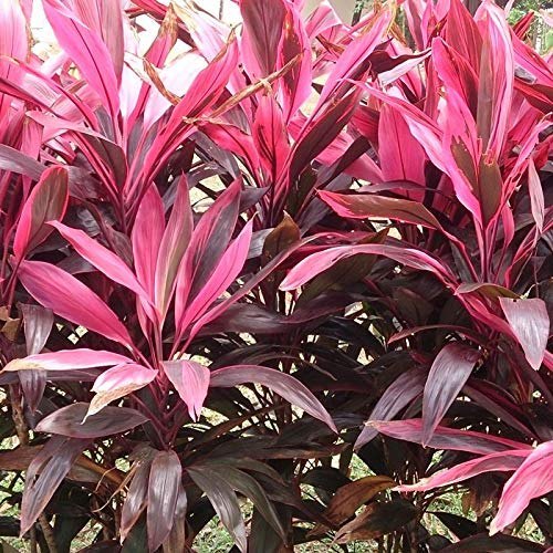 dracaena mahatma Dracaena Mahatma (Mahatma Dracaena) – Plantreey