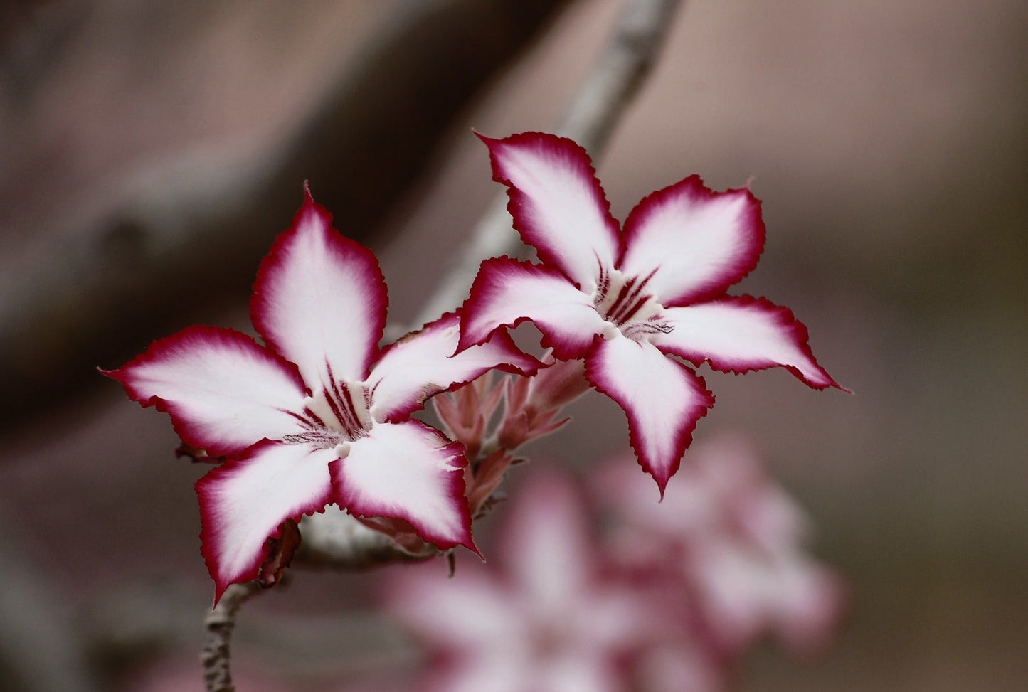 Adenium Multiflorum (Impala Lily)