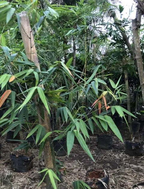 Dendrocalamus Giganteus (Giant Bamboo)