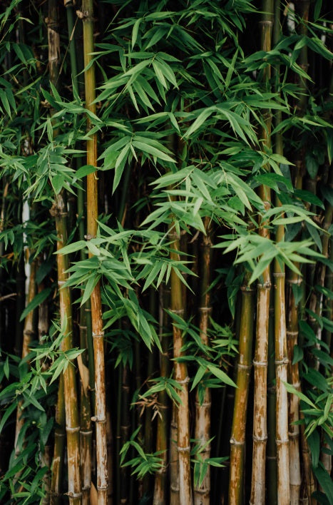 Bamboo's & Grasses