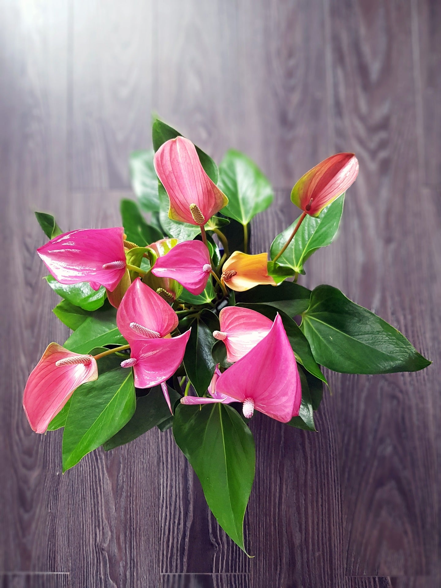 Anthurium Pink