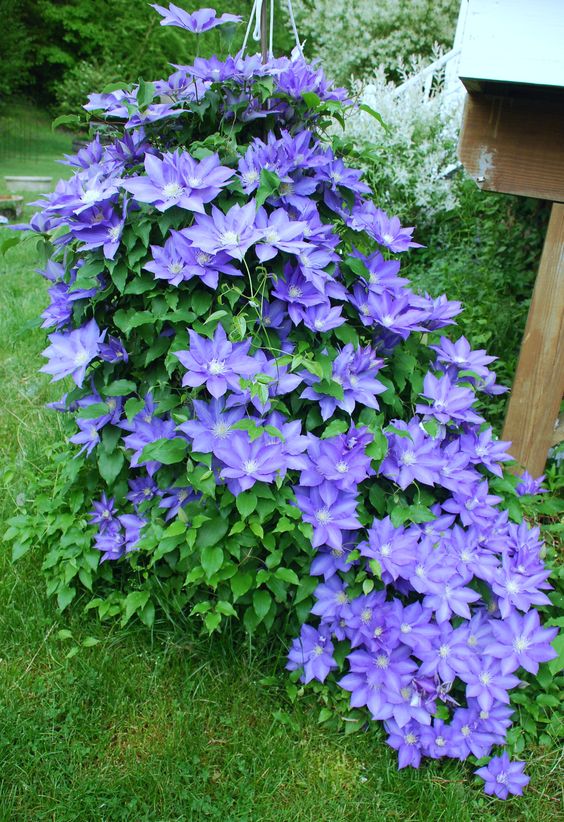 Clematis Gouriana (Fragrant Clematis)