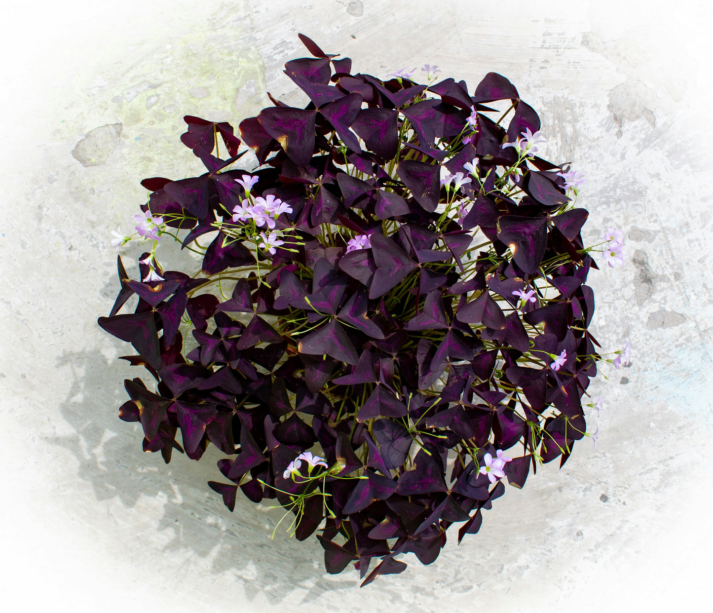 Oxalis Triangularis (False Shamrock, Purple Shamrock)