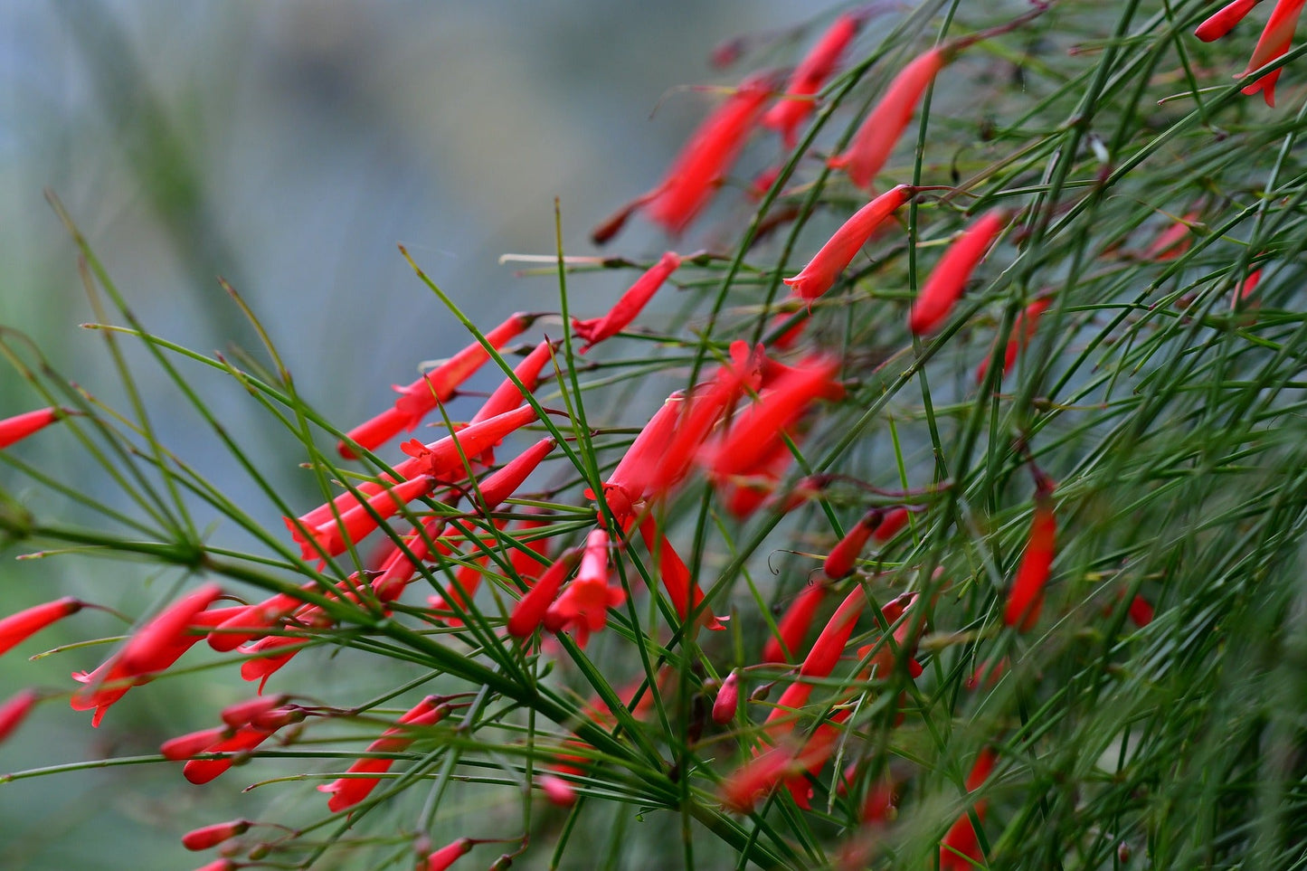 Russelia Equisetiformis (Firecracker Plant, Coral Plant)