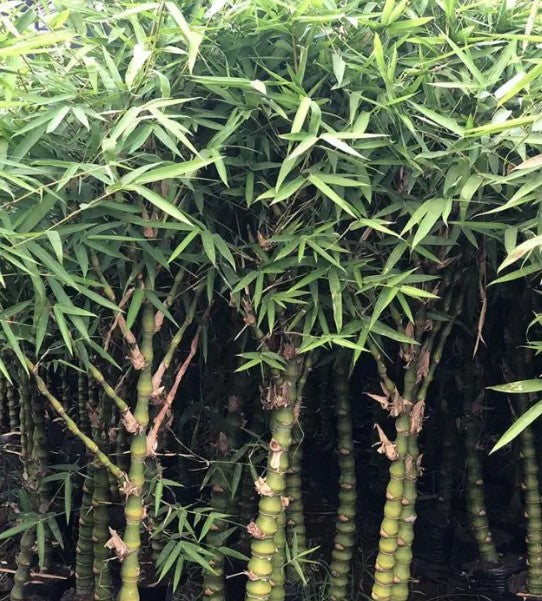 Bambusa Ventricosa (Buddha's Belly Bamboo)