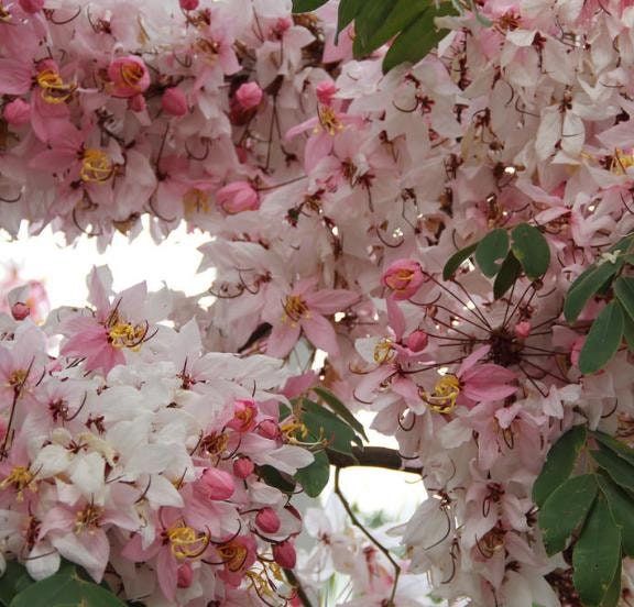 Cassia Nodosa (Pink Cassia)