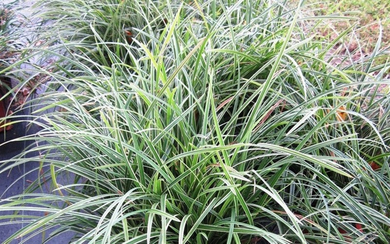 Ophiopogon Japonicus Variegated (Variegated Mondo Grass)