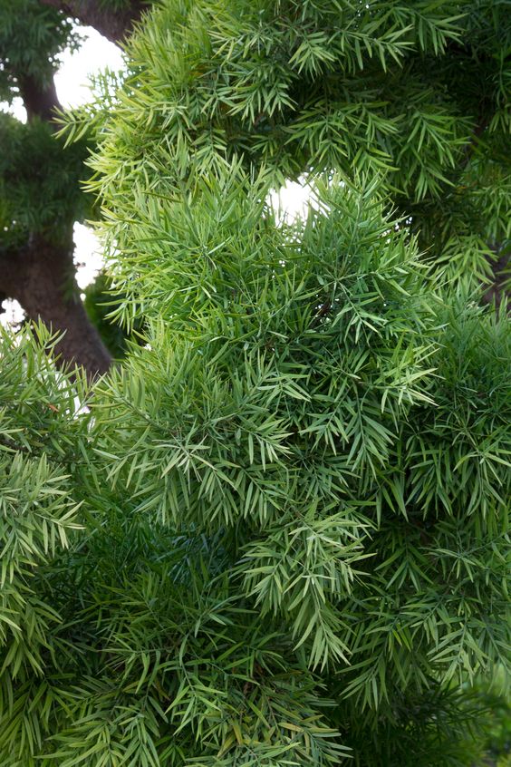 Podocarpus Gracilior (Fern Pine)