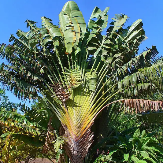 Ravenea Madagascariensis (Traveller Palm, Travellers Palm)