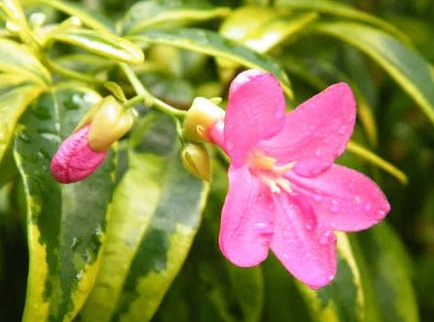 Ravenia Spectabilis Variegated (Lemonia) (Variegated Lemonia)