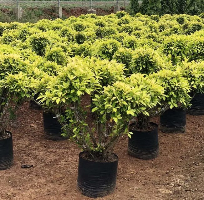 Ficus Multi Ficus Panda Multiheads – Plantreey