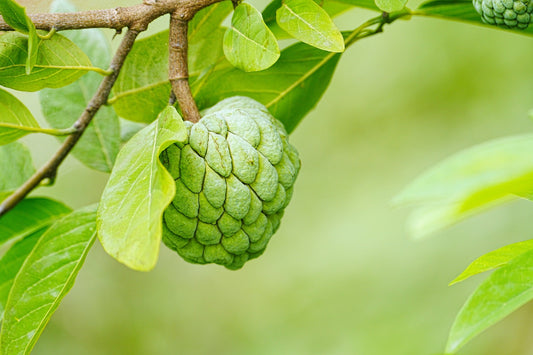 Custard Apple Grafted