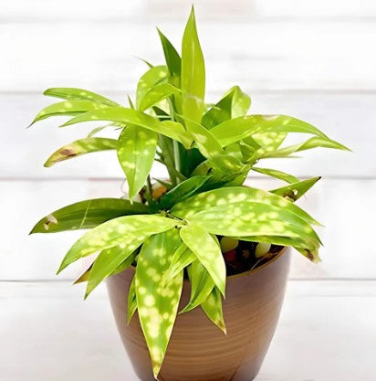 Dracaena Golden Milky Plan