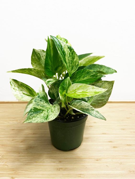 Epipremnum Aureum Marble Queen (Marble Queen Pothos)