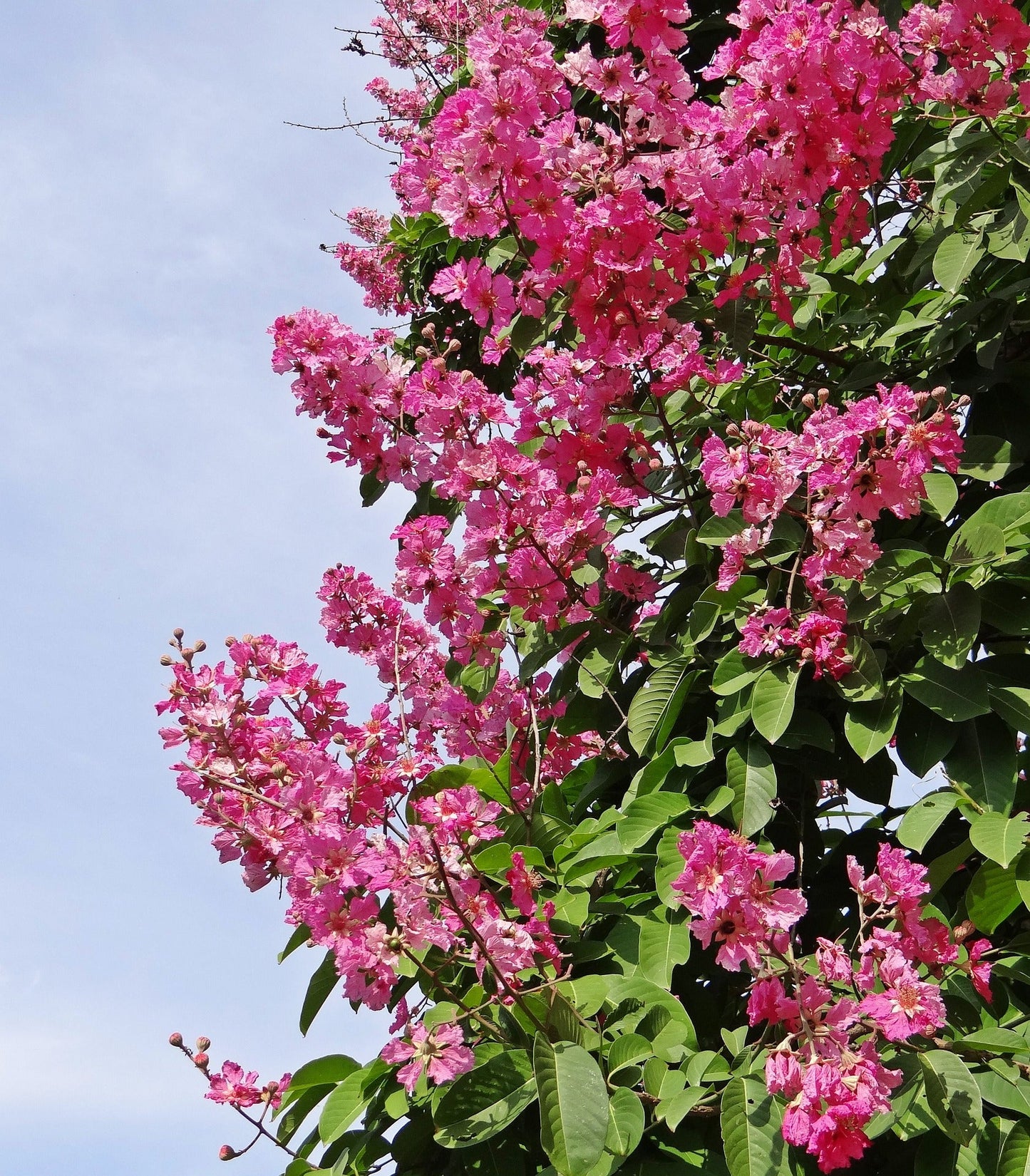 Lagerstroemia Speciosa (Pride of India)