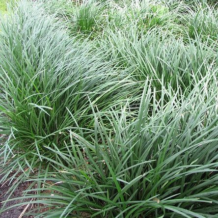 Ophiopogon Japonicus (Mondo Grass)