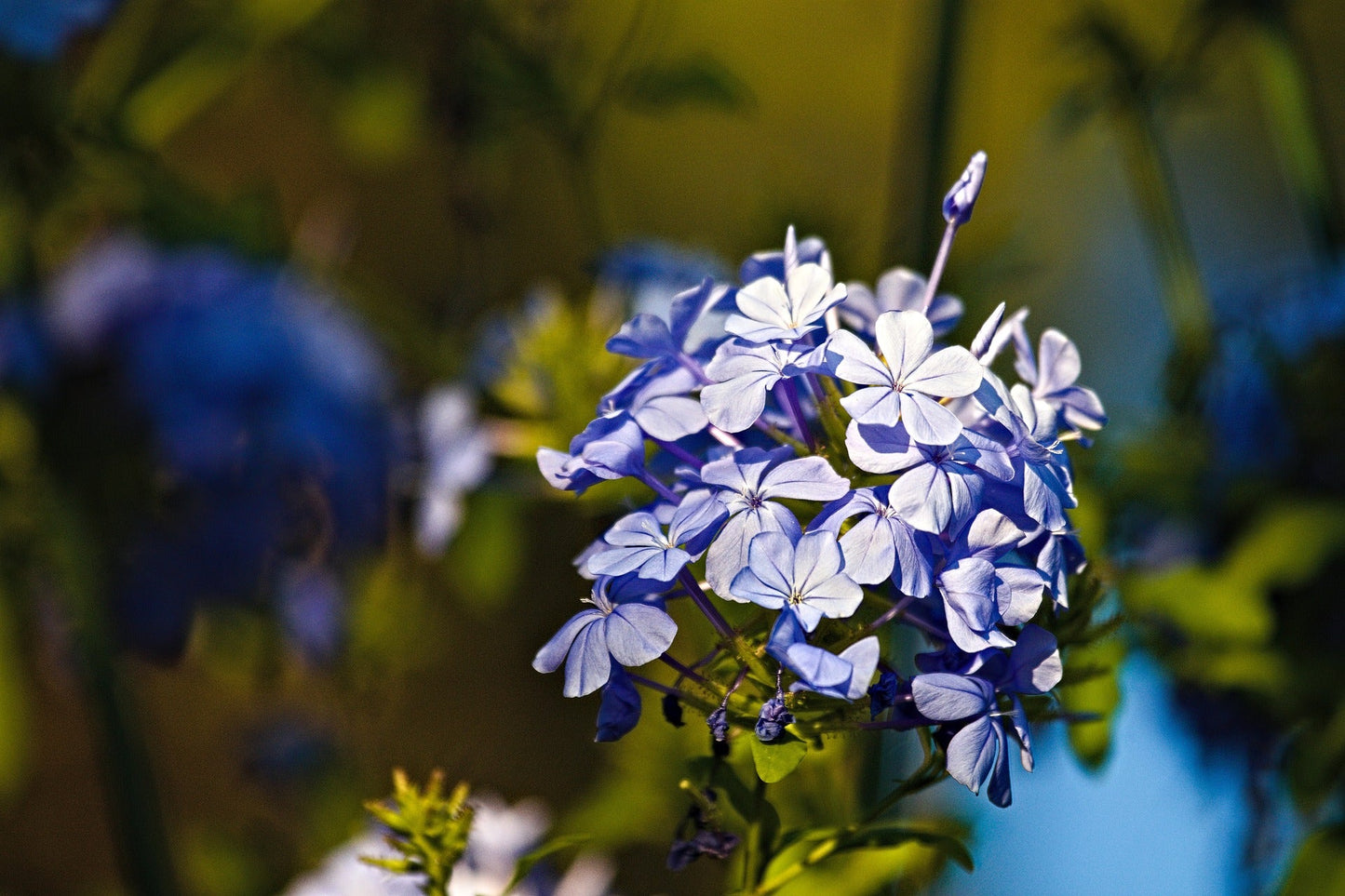 Plumbago Auriculata (Cape Leadwort, Blue Plumbago)