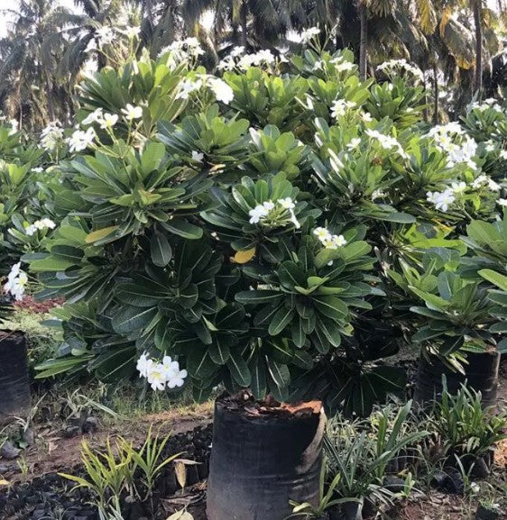 Plumeria Obtusa (White Frangipani)