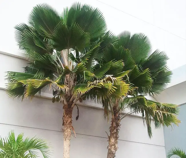 Pritchardia Pacifica (Fiji Fan Palm)