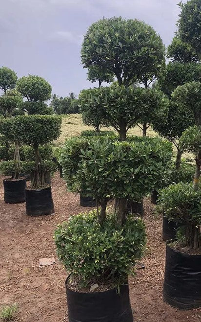 Ficus Microcarpa (Chinese Banyan, Indian Laurel)