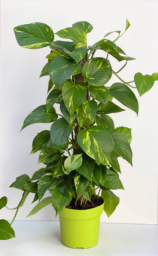 Epipremnum Aureum (Devil's Ivy, Golden Pothos)