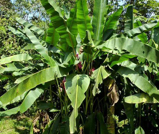 Musa Palm (Banana Palm)