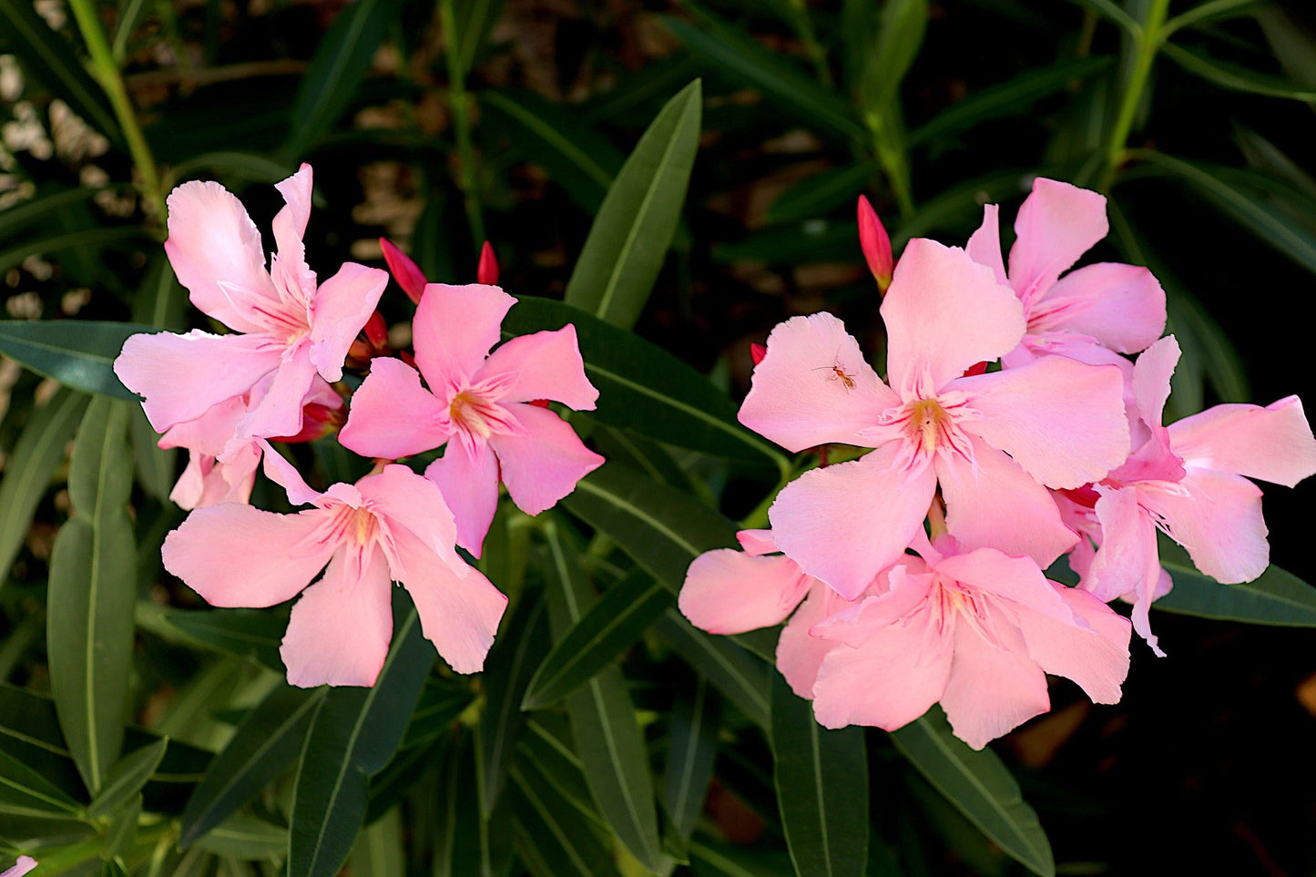 Nerium Oleander Species (Oleander)