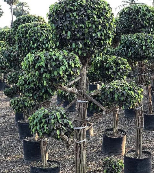 Ficus Black Multiheads