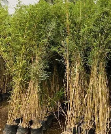 Bambusa Multiplex Gold (Golden Goddess Bamboo)