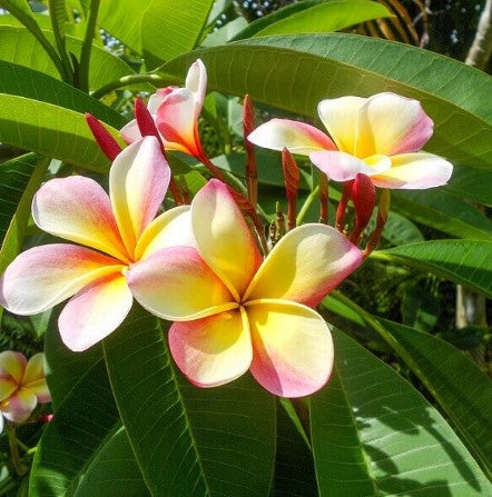 Plumeria Hybrid Varieties (Hybrid Plumeria)