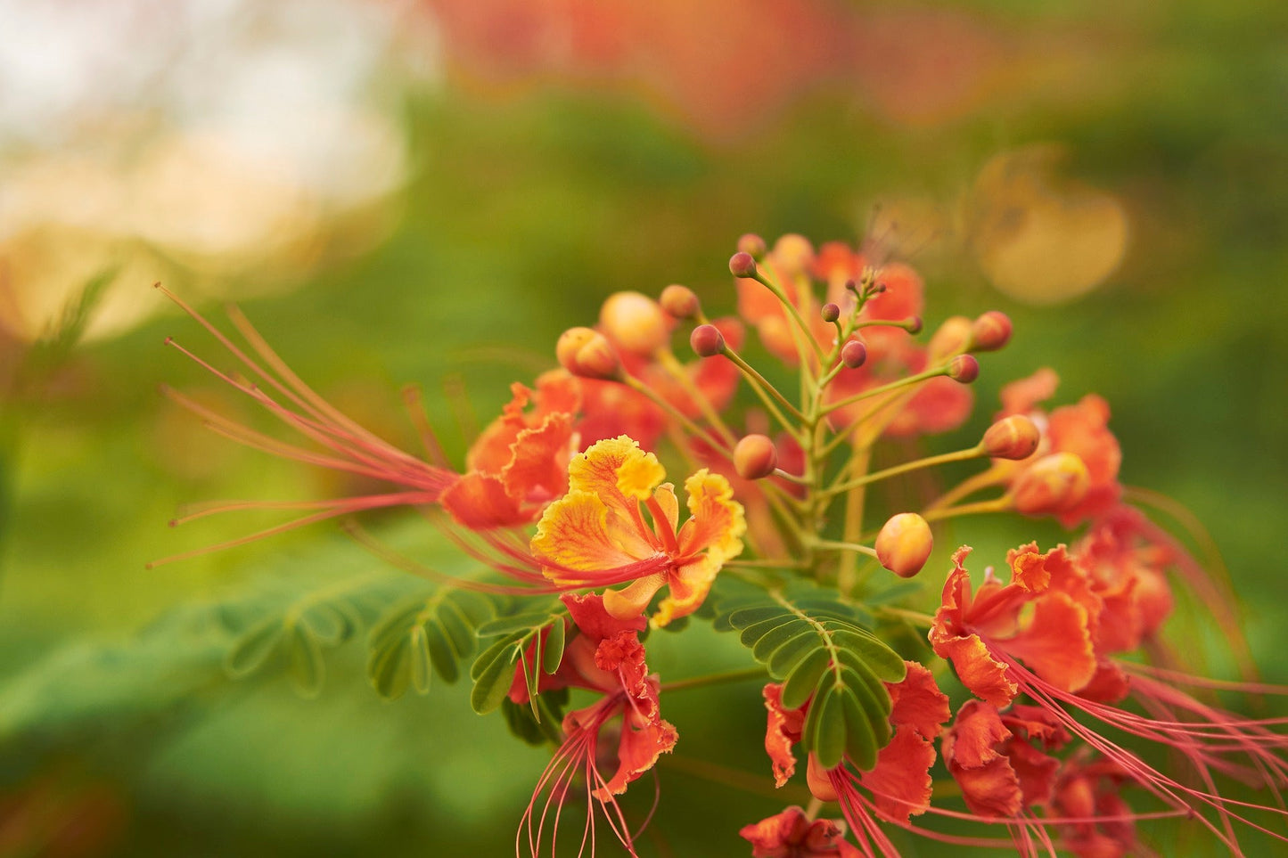 Caesalpinia Plant