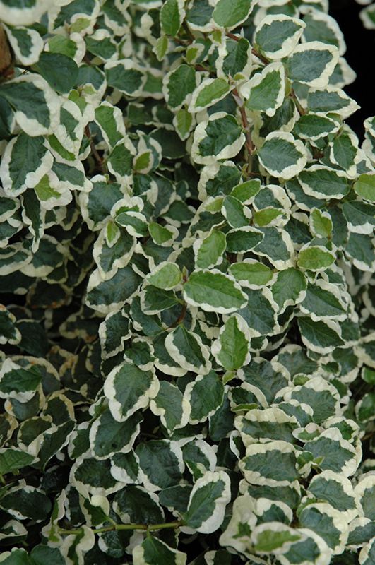 Ficus Pumila Variegata (Variegated Creeping Fig)