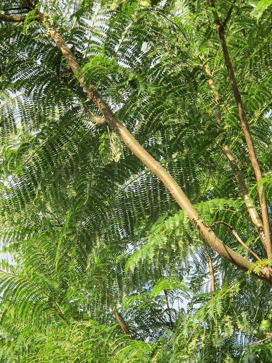 Jacaranda Mimosifolia (Jacaranda)