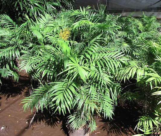 Livistona Chinensis (Table Palm, Chinese Fan Palm)