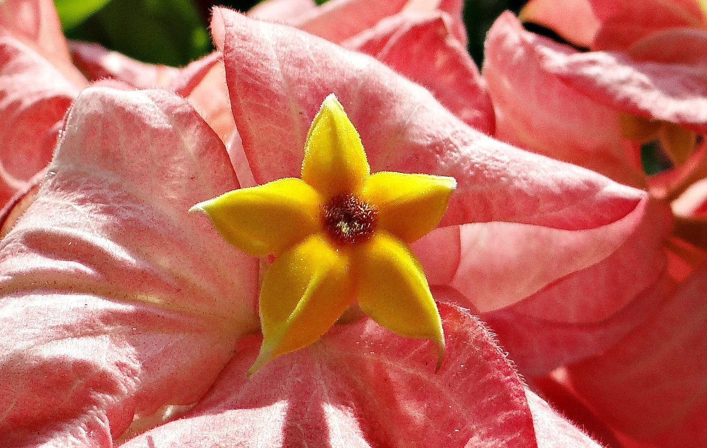 Mussaenda Species (Mussaenda, Buddha's Lamp)