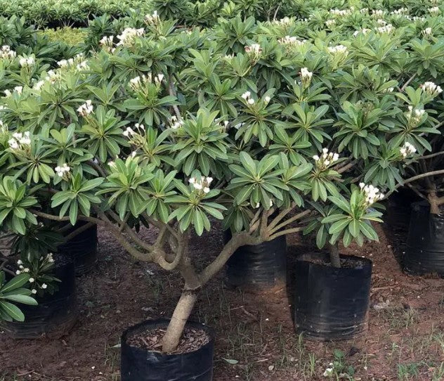 Plumeria American White (American White Plumeria)