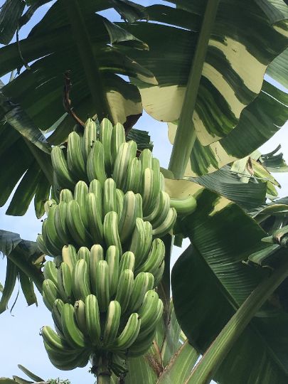 Banana Variegata