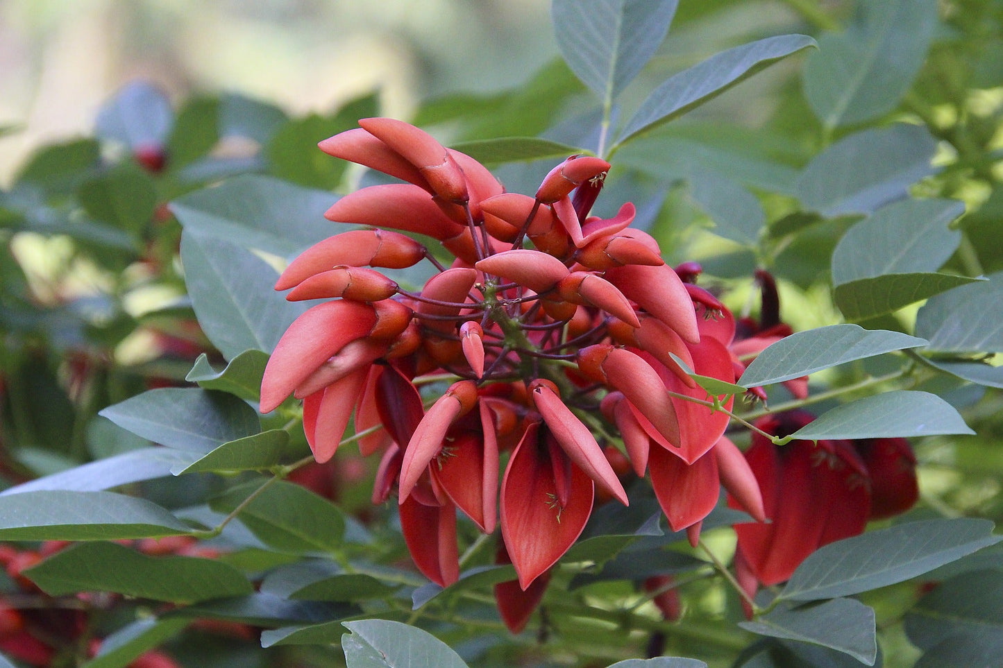 Erythrina Lysistemon (Coral Tree)