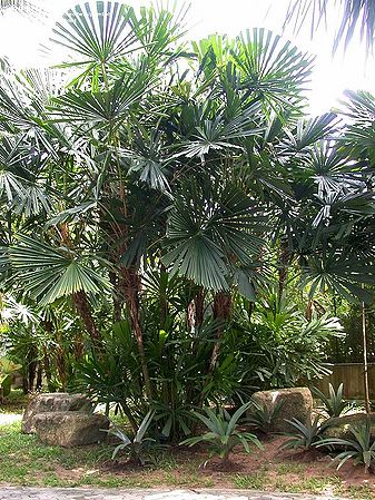 Licuala Spinosa (Mangrove Fan Palm)