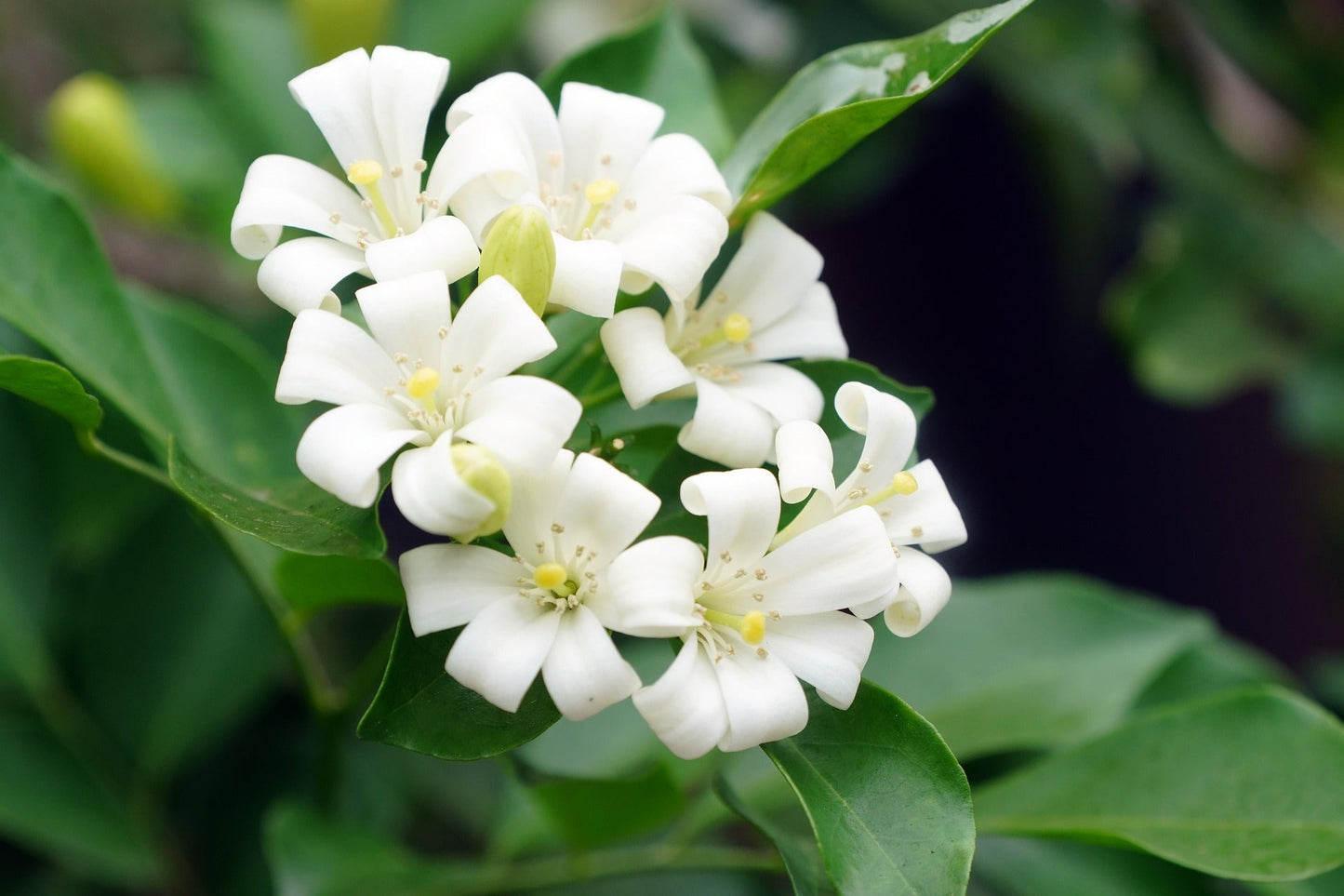 Murraya Paniculata Dwarf (Dwarf Orange Jasmine)