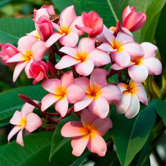 Plumeria Rubra (Frangipani)