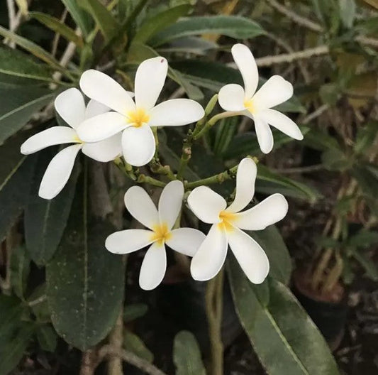 Plumeria Alba (White Plumeria)