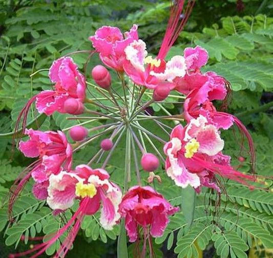 Caesalpinia Pink