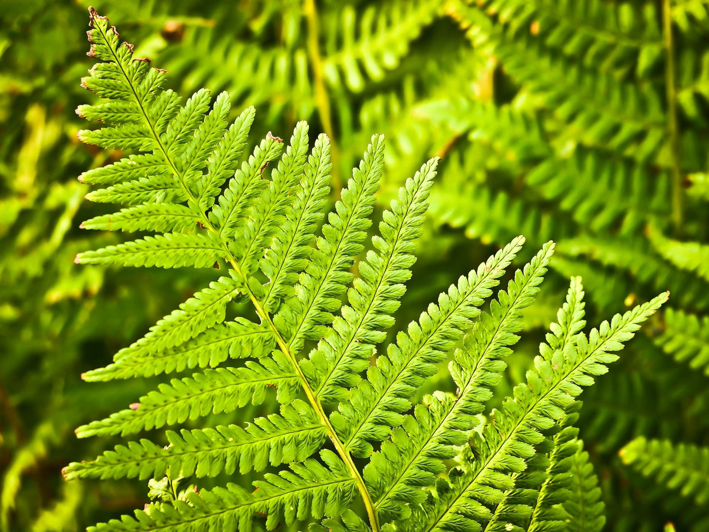 Golden Fern (Golden Maidenhair Fern)