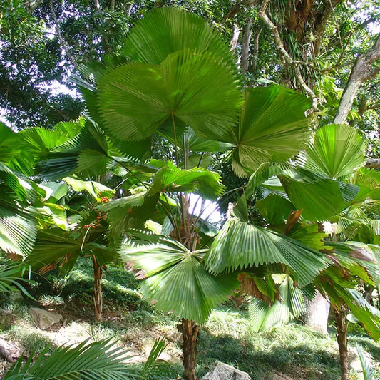 Licuala Grandis (Ruffled Fan Palm, Vanuatu Fan Palm)