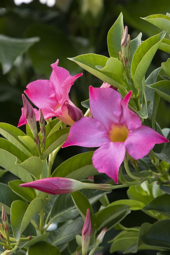 Mandavilla Pink (Pink Dipladenia)