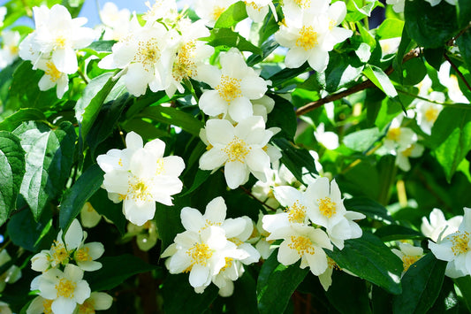 Murraya Paniculata (Orange Jasmine, Mock Orange)