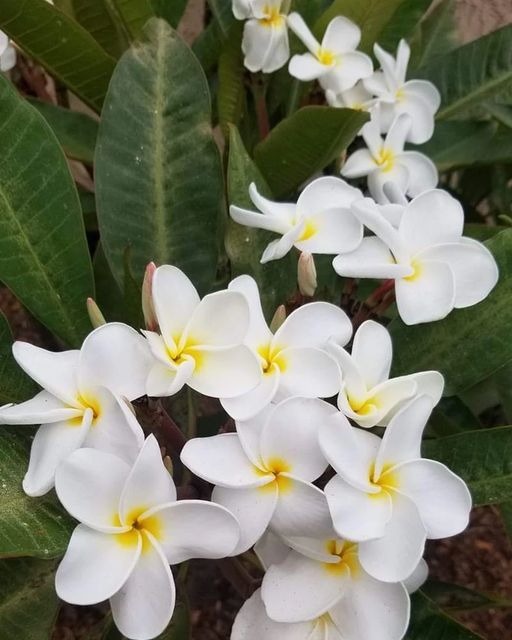 Plumeria Robusta (Frangipani)